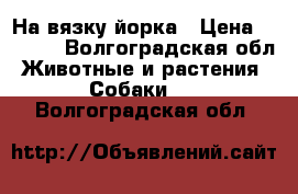 На вязку йорка › Цена ­ 1 000 - Волгоградская обл. Животные и растения » Собаки   . Волгоградская обл.